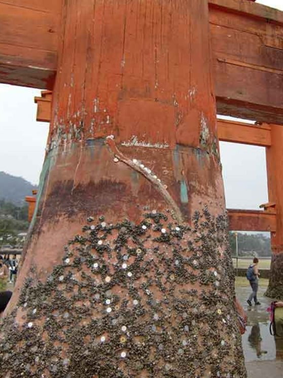 まだあった！！信じられないほどの厳島神社の大鳥居の謎 (2)