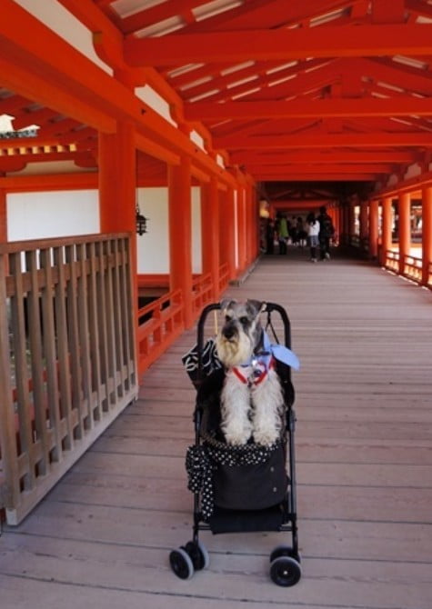 厳島神社にはペットの入場不可エリアがやっぱりあった！「有料拝観エリアについて」