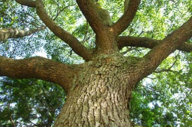 厳島神社の大鳥居に使用されている木材は「楠木（クスの木）」です。