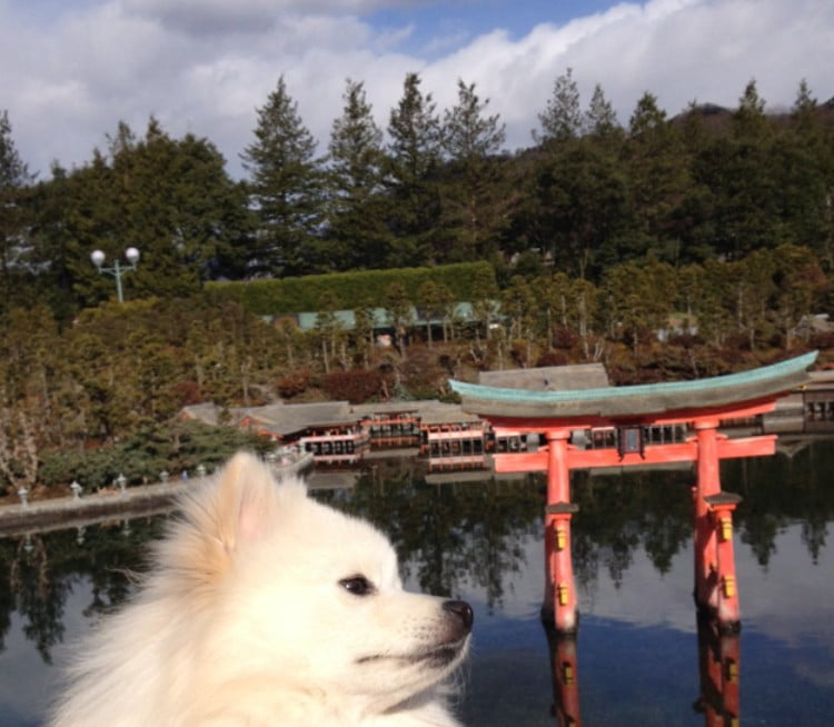 広島県宮島・厳島神社に「犬・猫（ペット）」は連れて入れる？